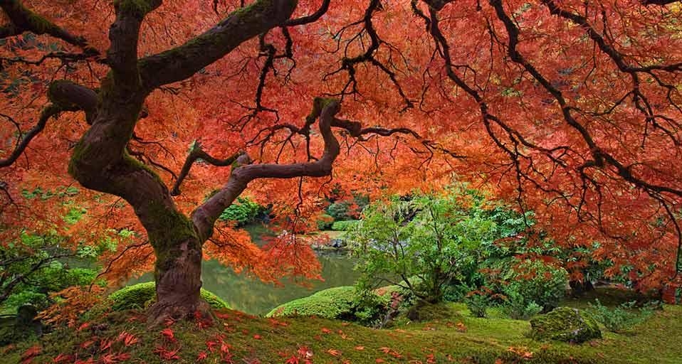 Japanese maple tree next to pond at the Portland Japanese Garden in Portland, Oregon, U.S.A. (© Don Paulson/Jaynes Gallery/Danita Delimont) &copy; (Bing Canada)
