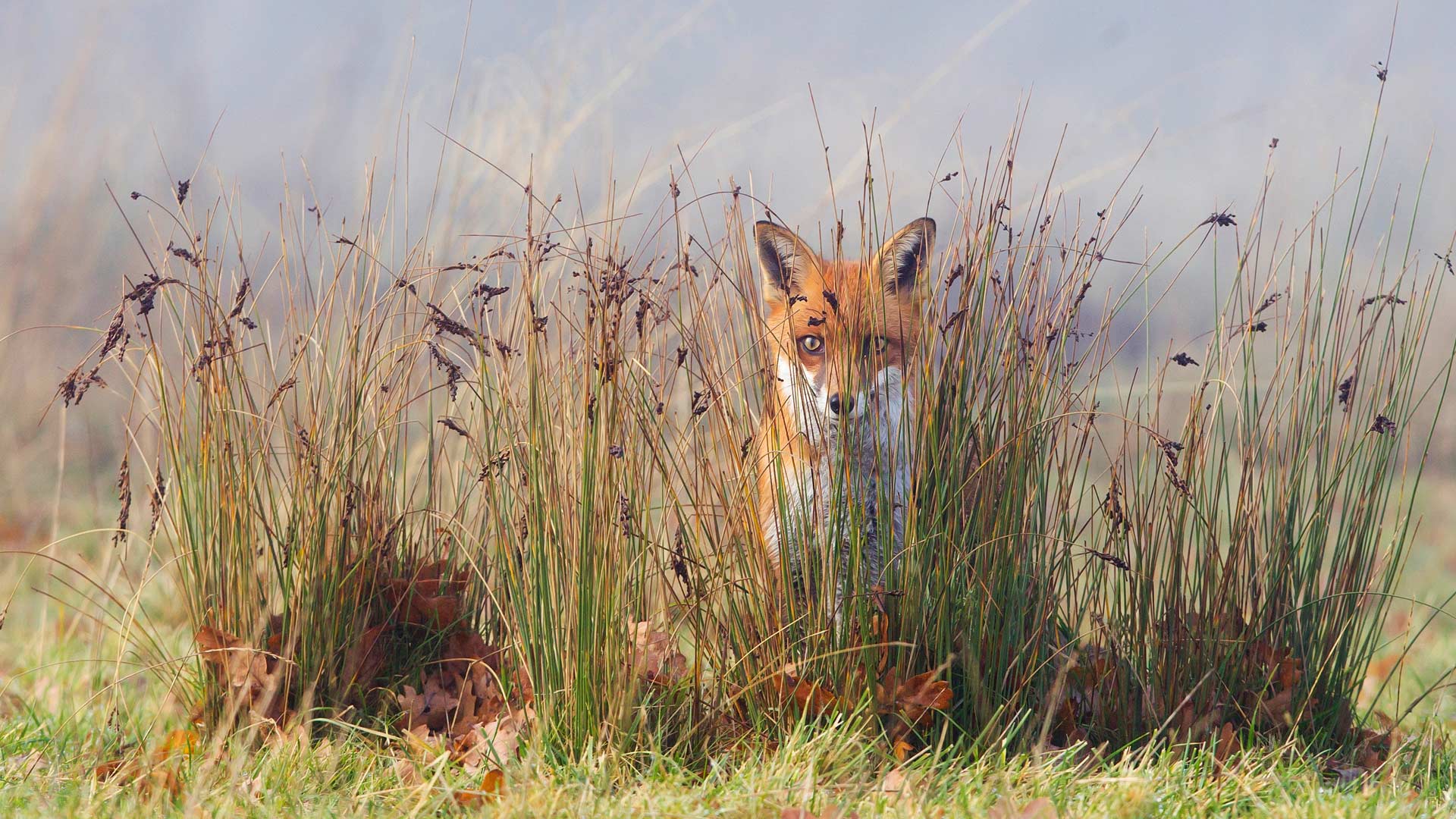 A fox in the grass (© Frederic Desmette/Minden Pictures)(Bing United Kingdom)