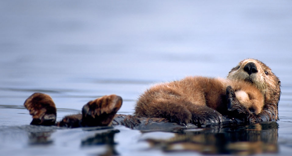 Eine Ottermutter schwimmt auf dem Rücken mit ihrem Jungen auf der Brust, Alaska – Steven Kazlowski/Corbis &copy; (Bing Germany)