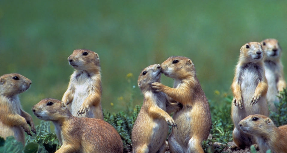 Young black-tailed prairie dogs (Cynomys ludovicianus), Montana, USA -- Beth Davidow/Visuals Unlimited, Inc. &copy; (Bing United Kingdom)
