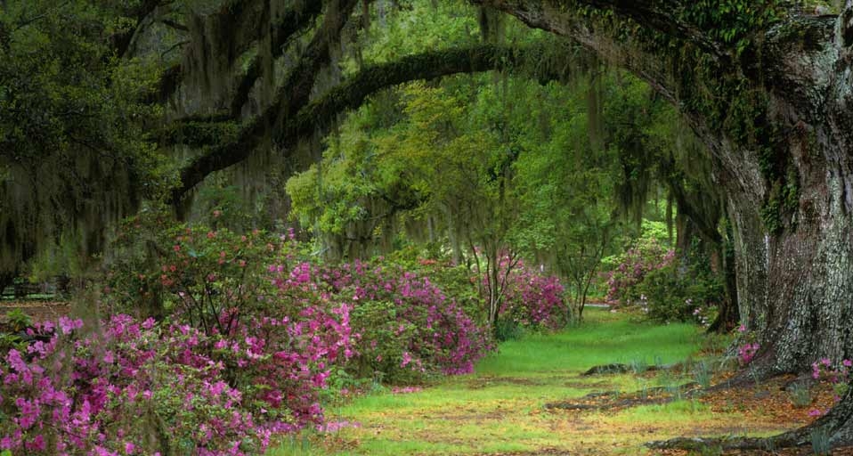 Stately live oaks in Magnolia Plantation and Gardens, Charleston, S.C. -- Adam Jones/Visuals Unlimited, Inc. &copy; (Bing Canada)