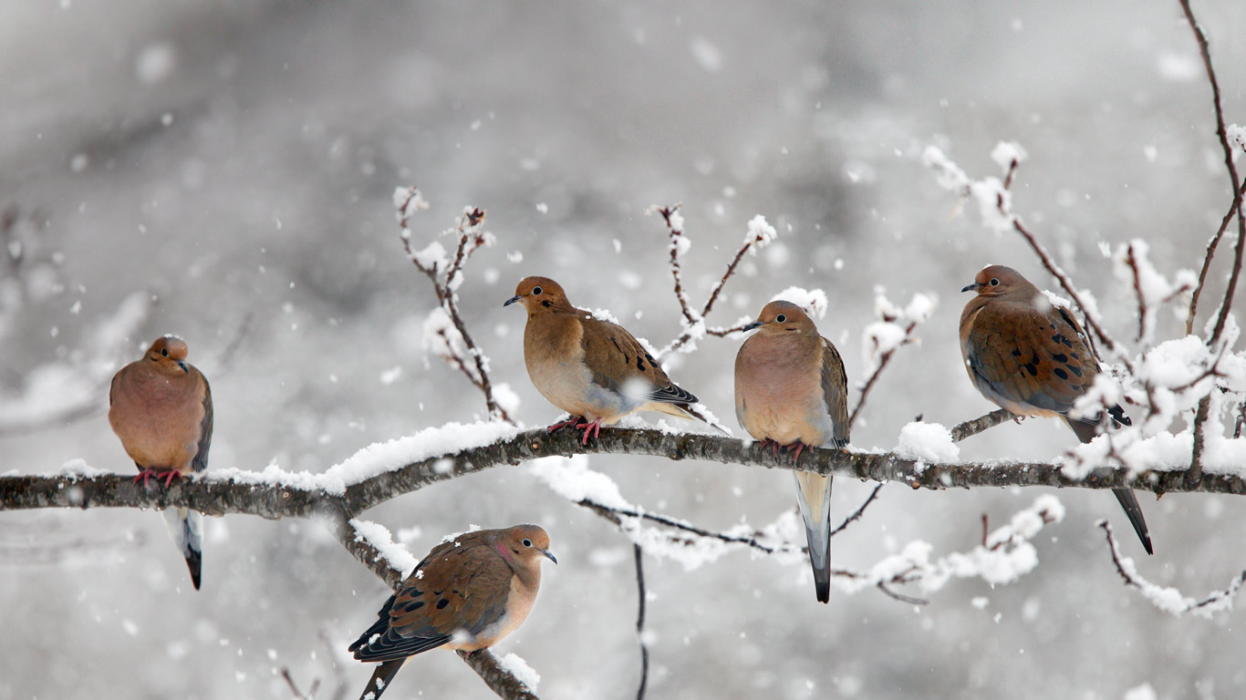 Mourning doves near Bear River, Nova Scotia, Canada (© Scott Leslie/Minden Pictures)(Bing United Kingdom)