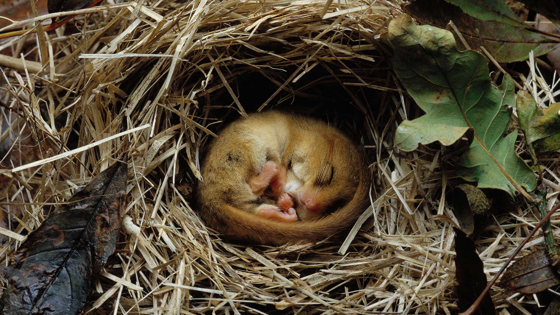 Hazel dormouse (Muscardinus avellanarius) hibernating (© Avalon/Photoshot License/Alamy Stock Photo)(Bing United Kingdom)