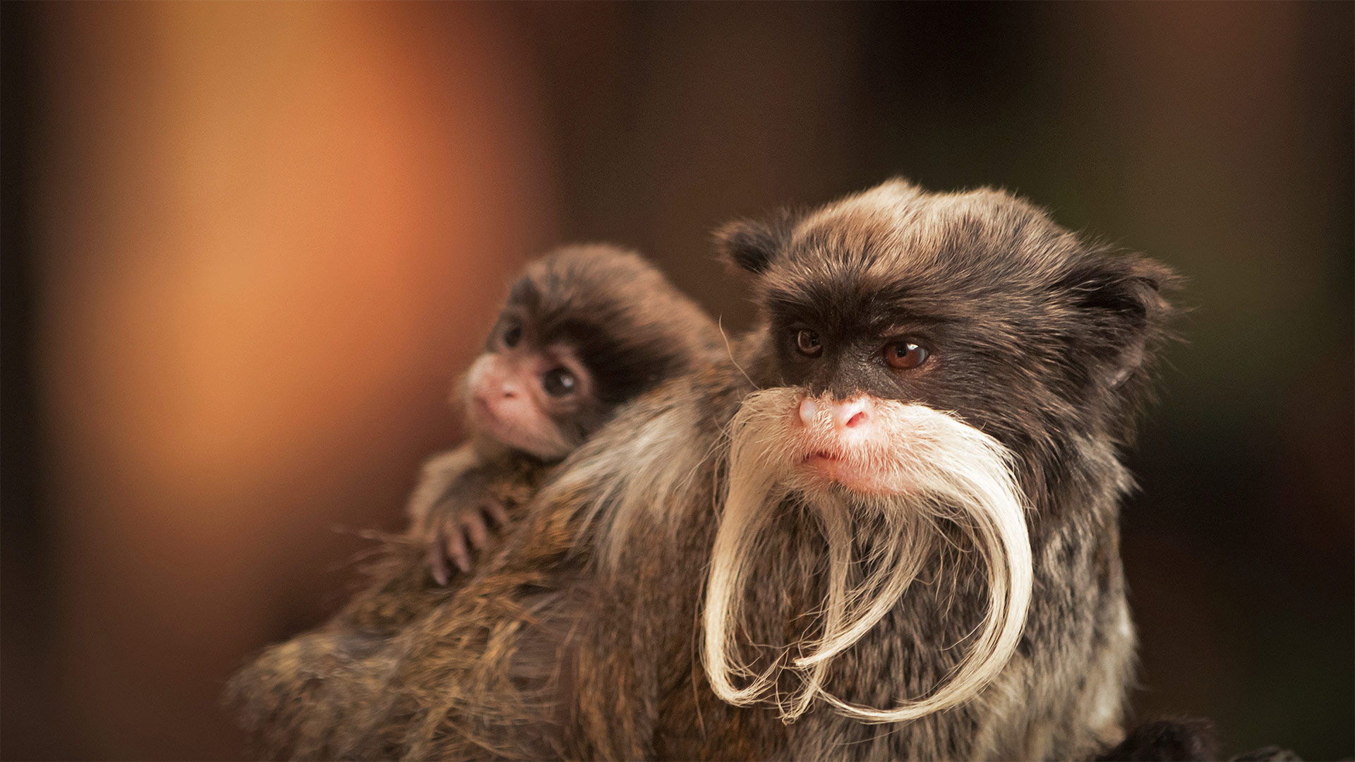 A bearded emperor tamarin monkey carrying a baby (© Chris White/iStock/Getty Images Plus)(Bing United Kingdom)