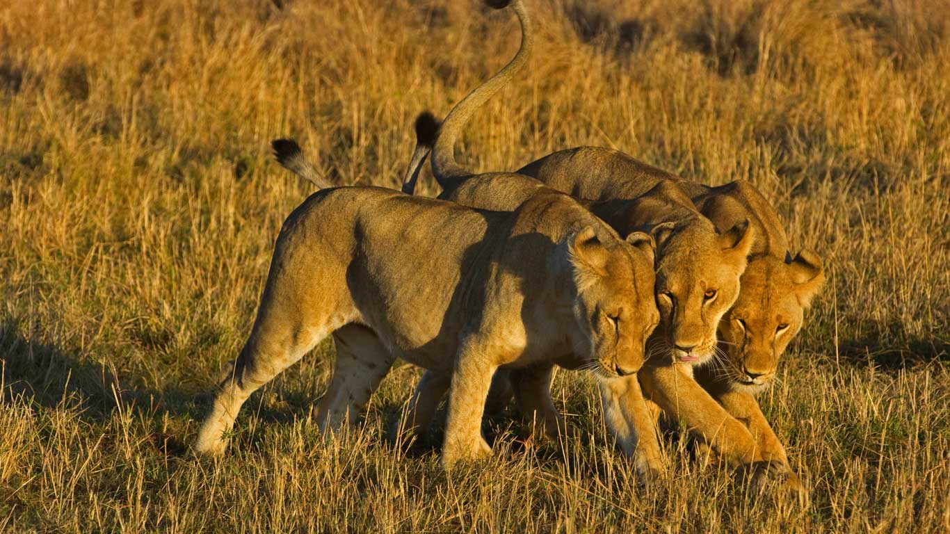 African lionesses in Masai Mara National Reserve, Kenya (© Daniel J Cox/Getty Images)(Bing Canada)