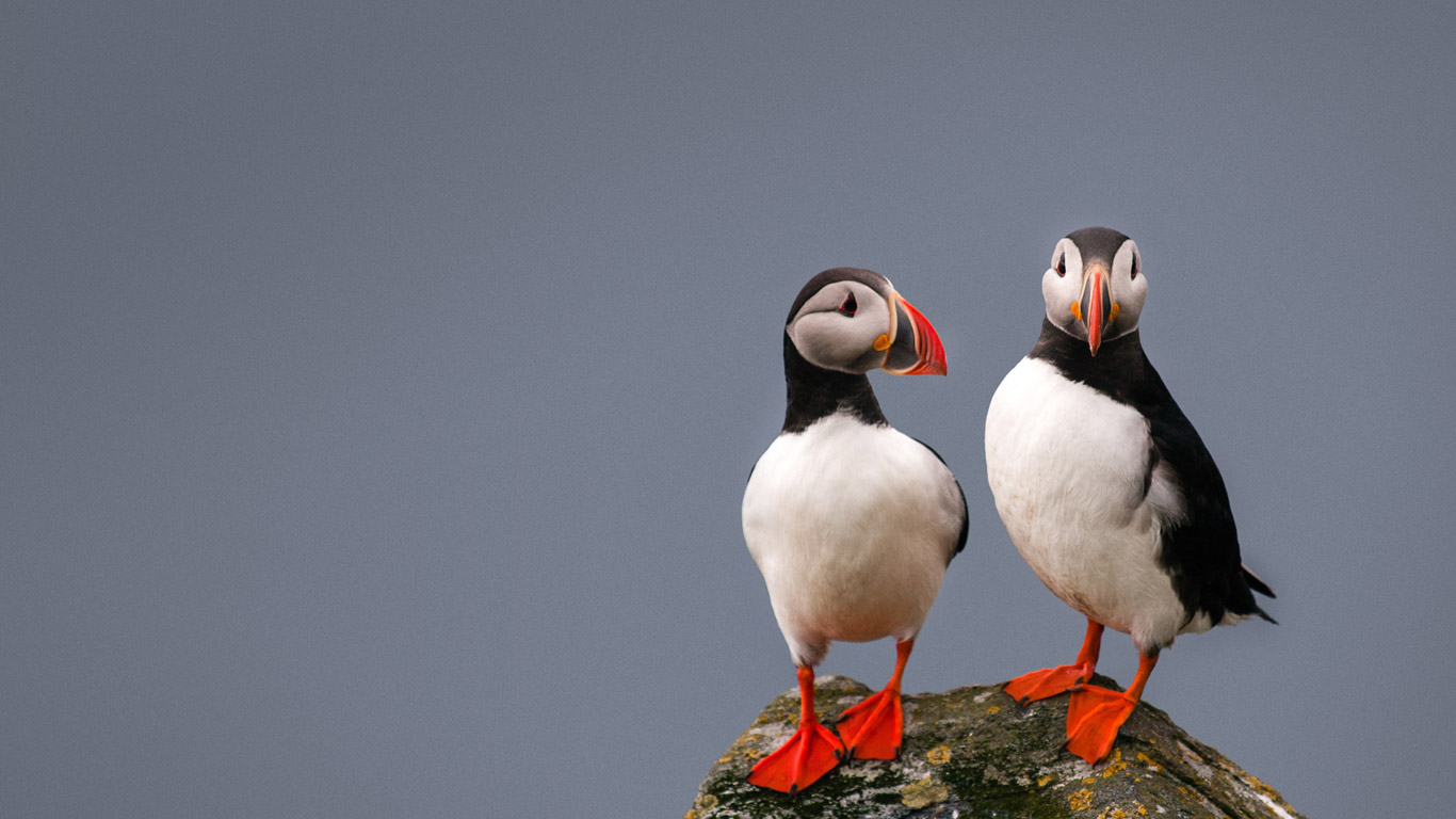 Puffins (© Nicram Sabod/Shutterstock)(Bing United Kingdom)