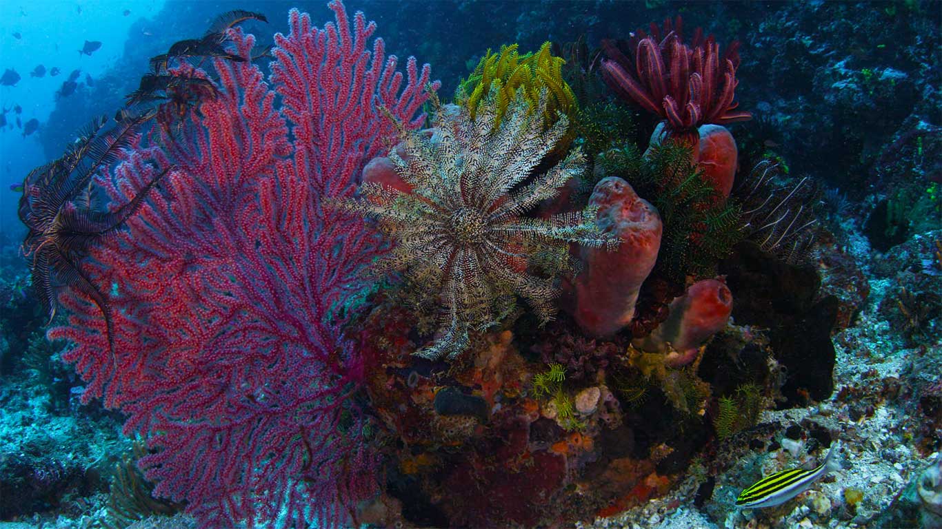 Gorgonian coral, crinoid, and sponges, Komodo National Park, Indonesia (© Mammoth HD)(Bing United Kingdom)