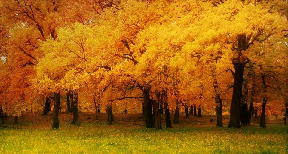 Forest on the Volga River in Volzhsky district, Samara, Russia (© Olga Groza/Getty Images) &copy; (Bing United Kingdom)