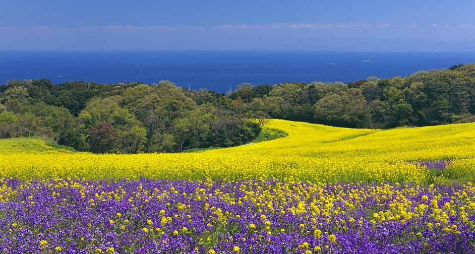｢あわじ花さじき｣兵庫, 淡路市 -- Japan Travel Bureau/Photolibrary &copy; (Bing Japan)