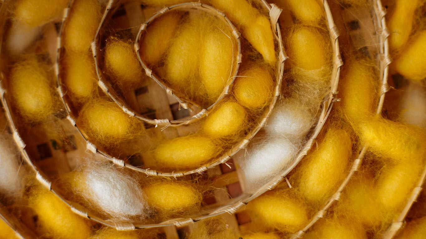 Silkworm cocoons at a weaving center in Luang Prabang, Laos (© David Noton Photography/Alamy)(Bing United States)