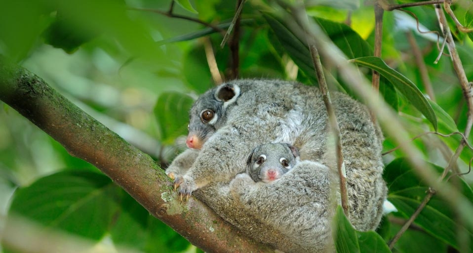 Female green ringtail possum with a joey in her pouch, Queensland, Australia (© Dave Watts/Visuals Unlimited, Inc.) &copy; (Bing United Kingdom)