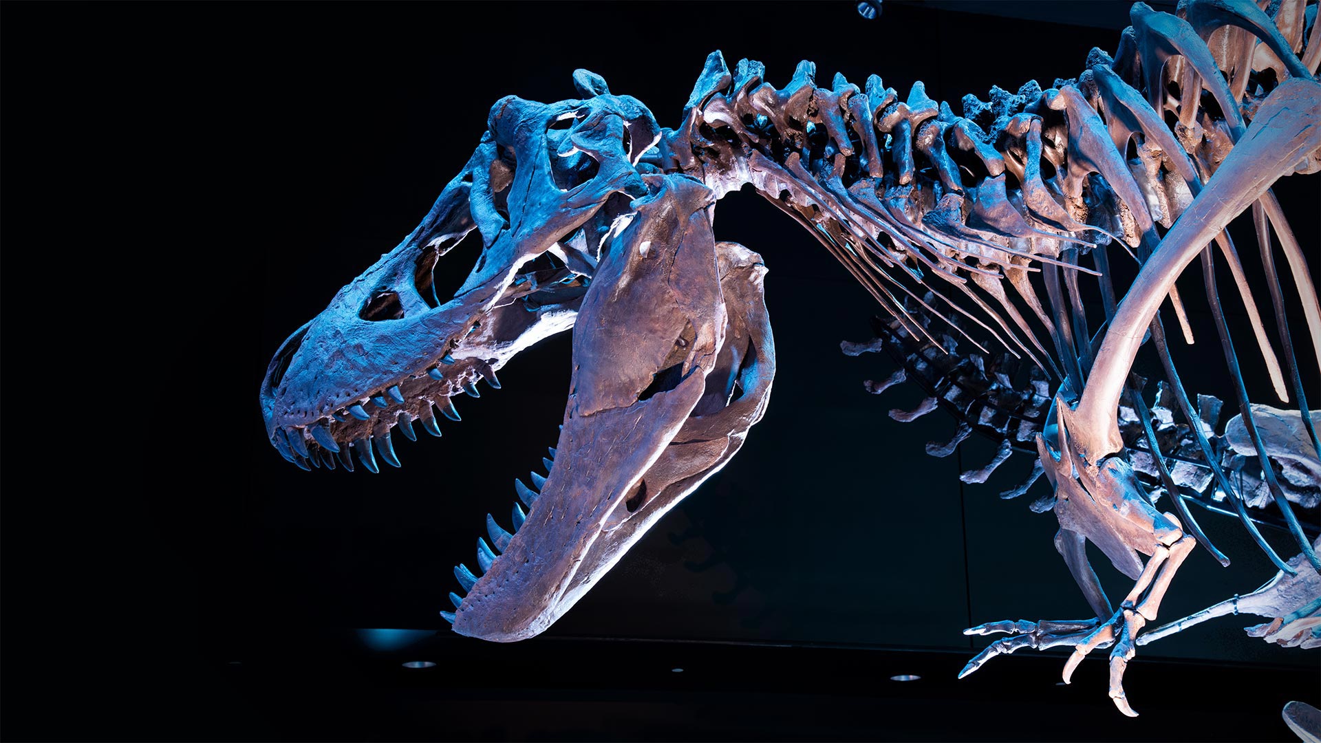 Fossil of a Tyrannosaurus rex skeleton (© Corbin17/Alamy)(Bing United Kingdom)