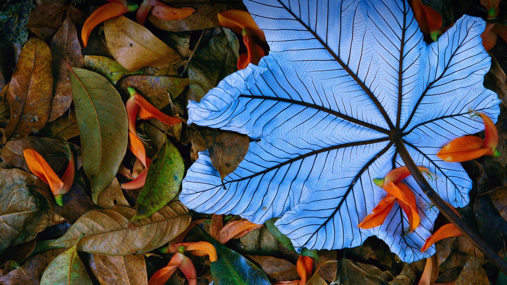 Cecropia leaf atop lobster claw petals, Mexico (© Gerry Ellis/Minden Pictures)(Bing United States)