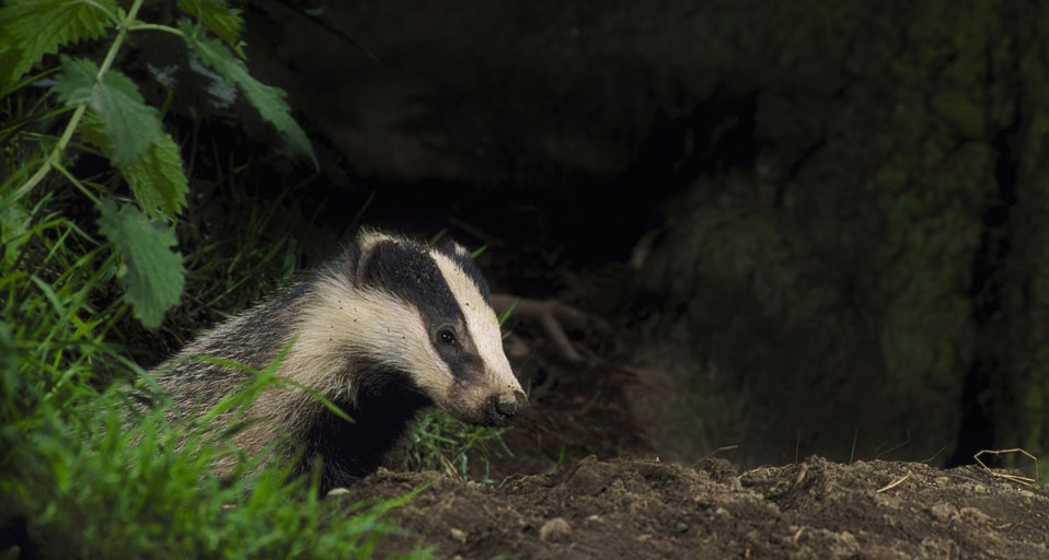 Badger (meles meles) - Richard Packwood/Photolibrary &copy; (Bing United Kingdom)