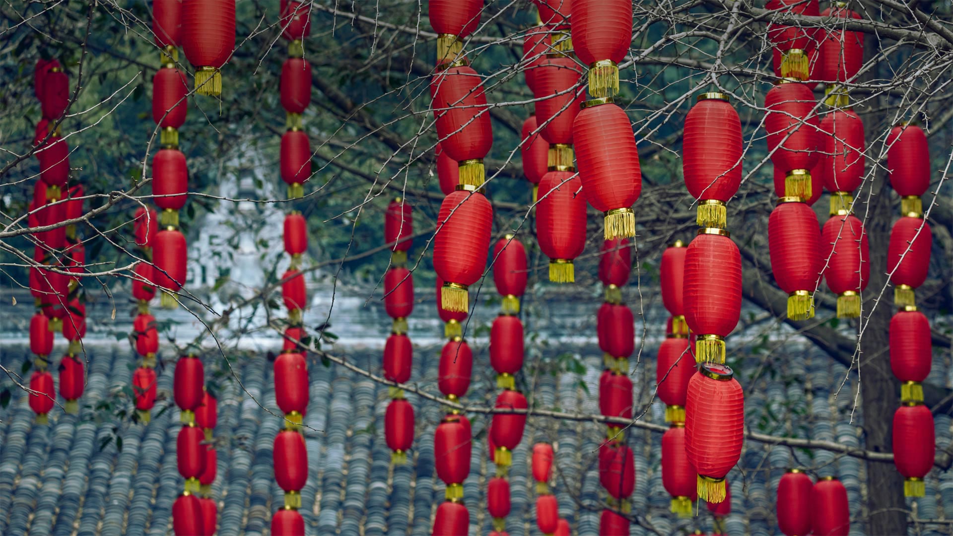 Mit roten Laternen geschmückte Bäume in Chengdu, Provinz Sichuan, China (© Philippe LEJEANVRE/Getty Images)(Bing Deutschland)