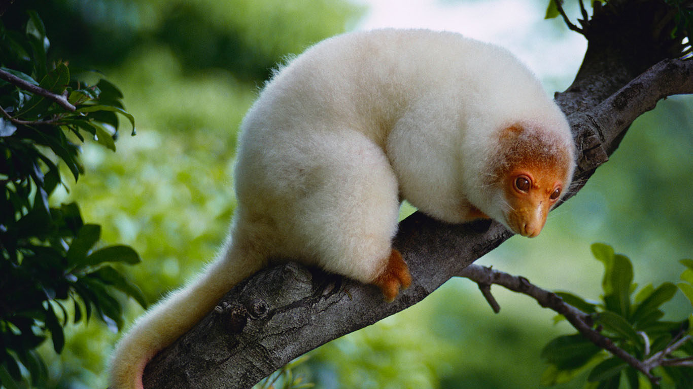 Common spotted cuscus (© Mitsuyoshi Tatematsu/Nature Production/Minden Pictures)(Bing Australia)