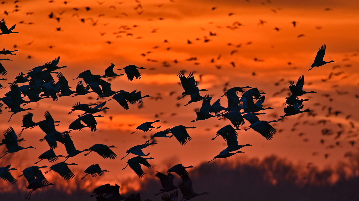 Sandhill cranes taking flight over the Platte River near Kearney, Nebraska (© Diana Robinson Photography/Getty Images)(Bing Canada)