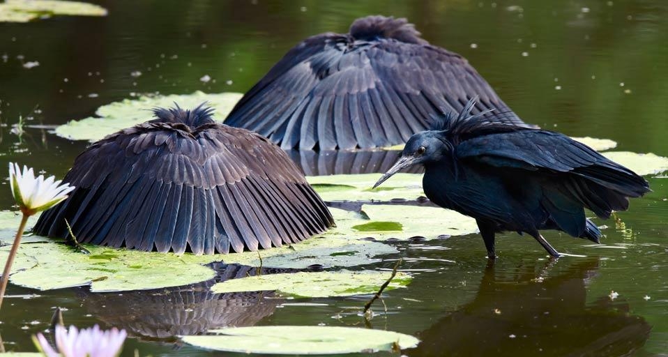Black herons in the Moremi Game Reserve, Botswana (© Ben Cranke/Getty Images) &copy; (Bing United Kingdom)