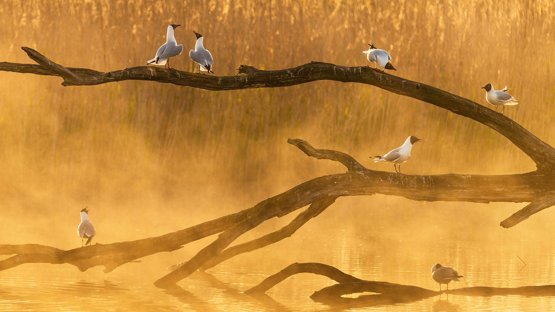 La Brenne的海鸥，法国 (© SandyS/Alamy)(Bing China)