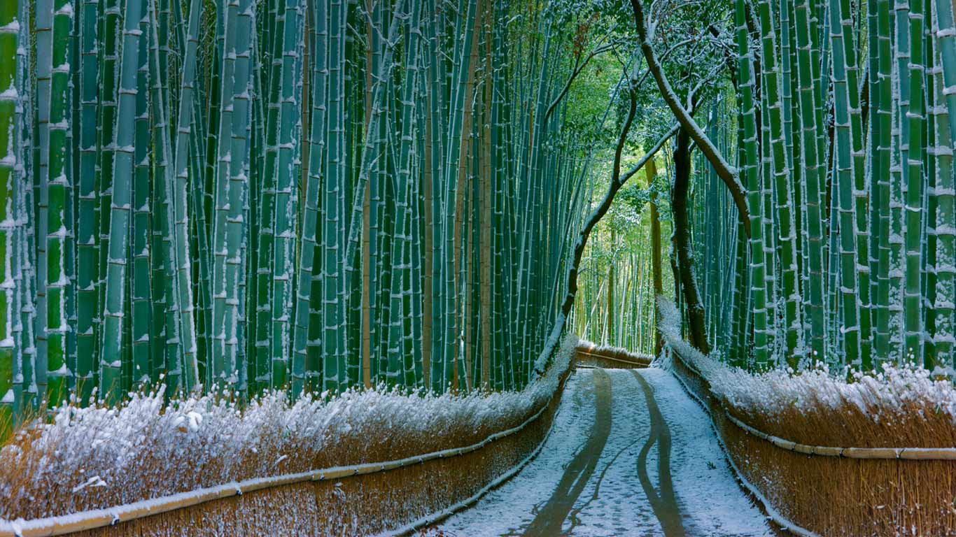 Sagano bamboo forest, Arashiyama, Kyoto, Japan (© JTB Photo Communications, Inc./age fotostock)(Bing United Kingdom)