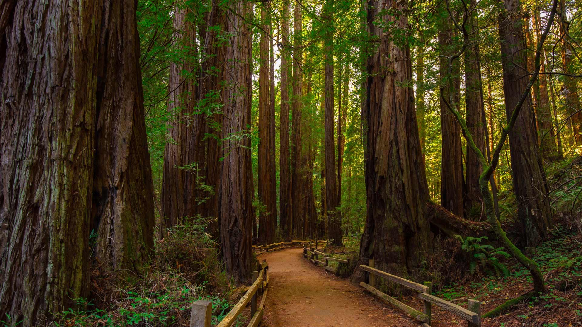 Muir Woods National Monument, California, USA (© Mia2you/Shutterstock)(Bing United Kingdom)
