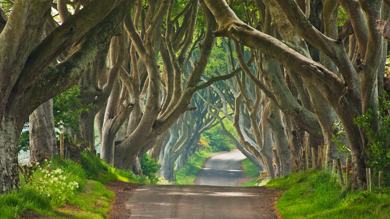 The Dark Hedges in County Antrim, Northern Ireland (© eye35.pix/Alamy)(Bing United Kingdom)