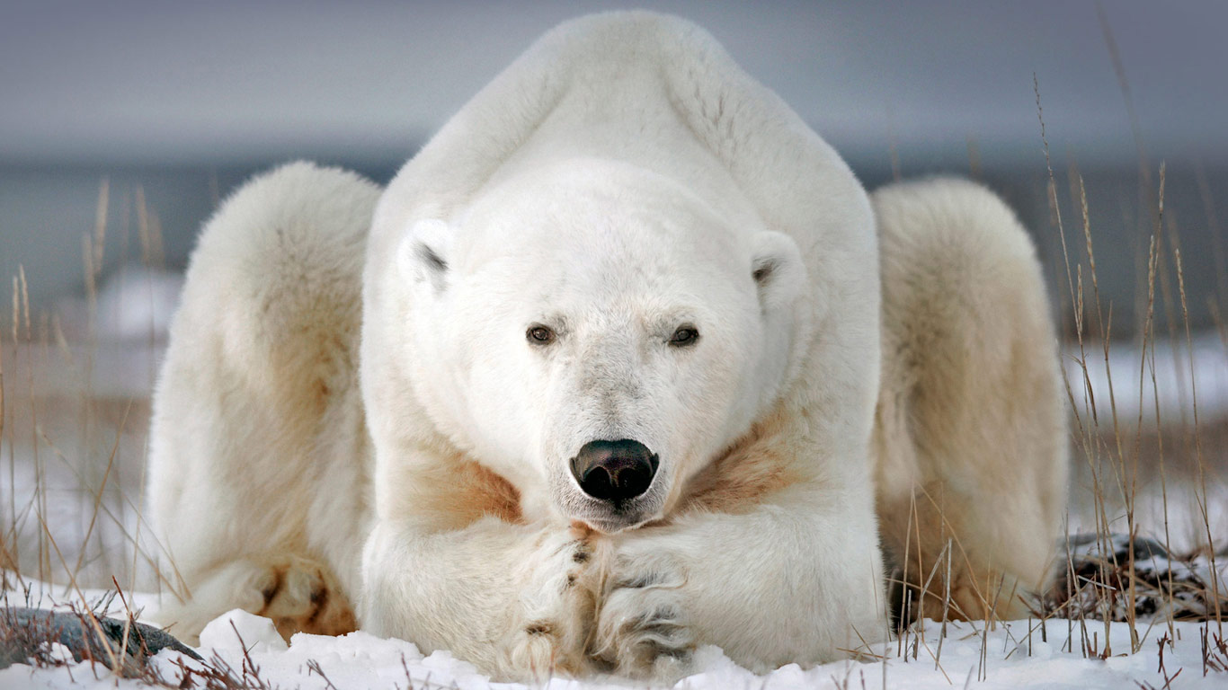 A polar bear near Churchill, Manitoba, Canada (© Alberto Ghizzi Panizza/Minden Pictures)(Bing United Kingdom)