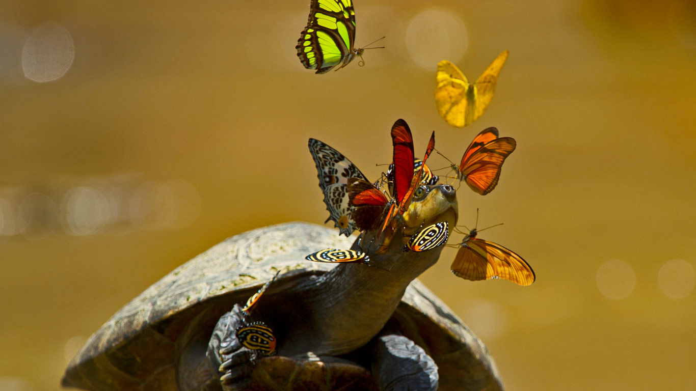 A yellow-spotted river turtle in Yasuni National Park, Ecuador (© Pete Oxford/Minden Pictures)(Bing United Kingdom)