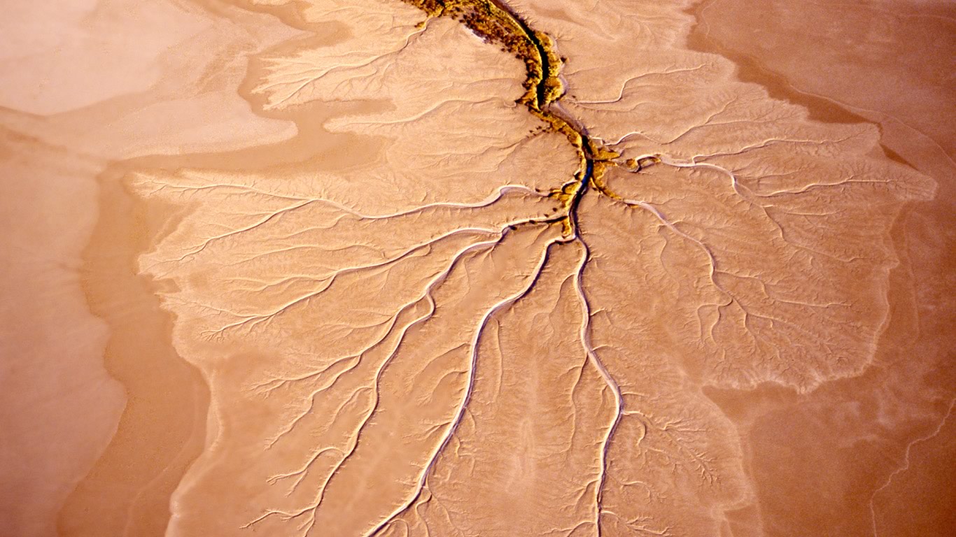 Root structure in a mudflat near Norman River in Queensland, Australia (© Robin Smith/Getty Images)(Bing United Kingdom)