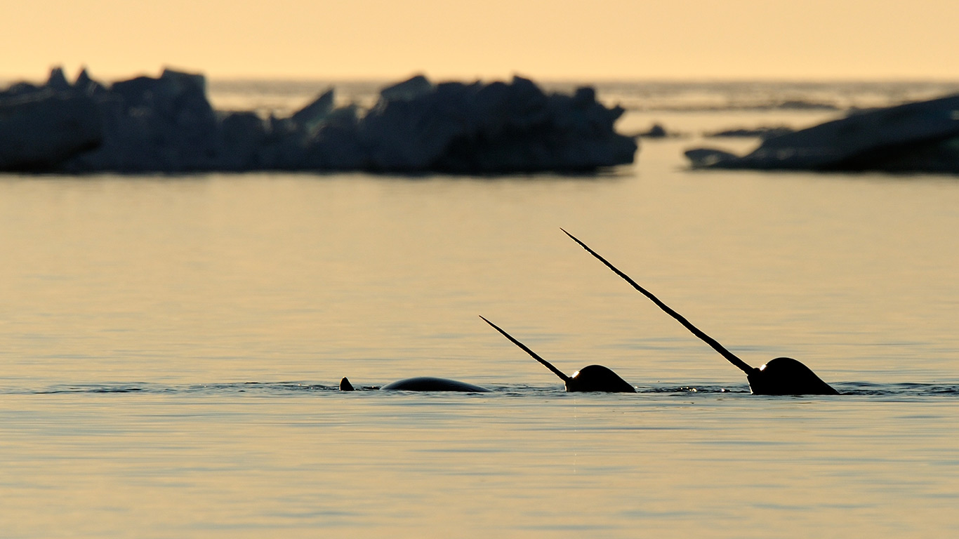 Narwhal (Monodon monoceros) showing tusks above water in Baffin Island, Nunavut (© Eric Baccega/Minden Pictures)(Bing Canada)