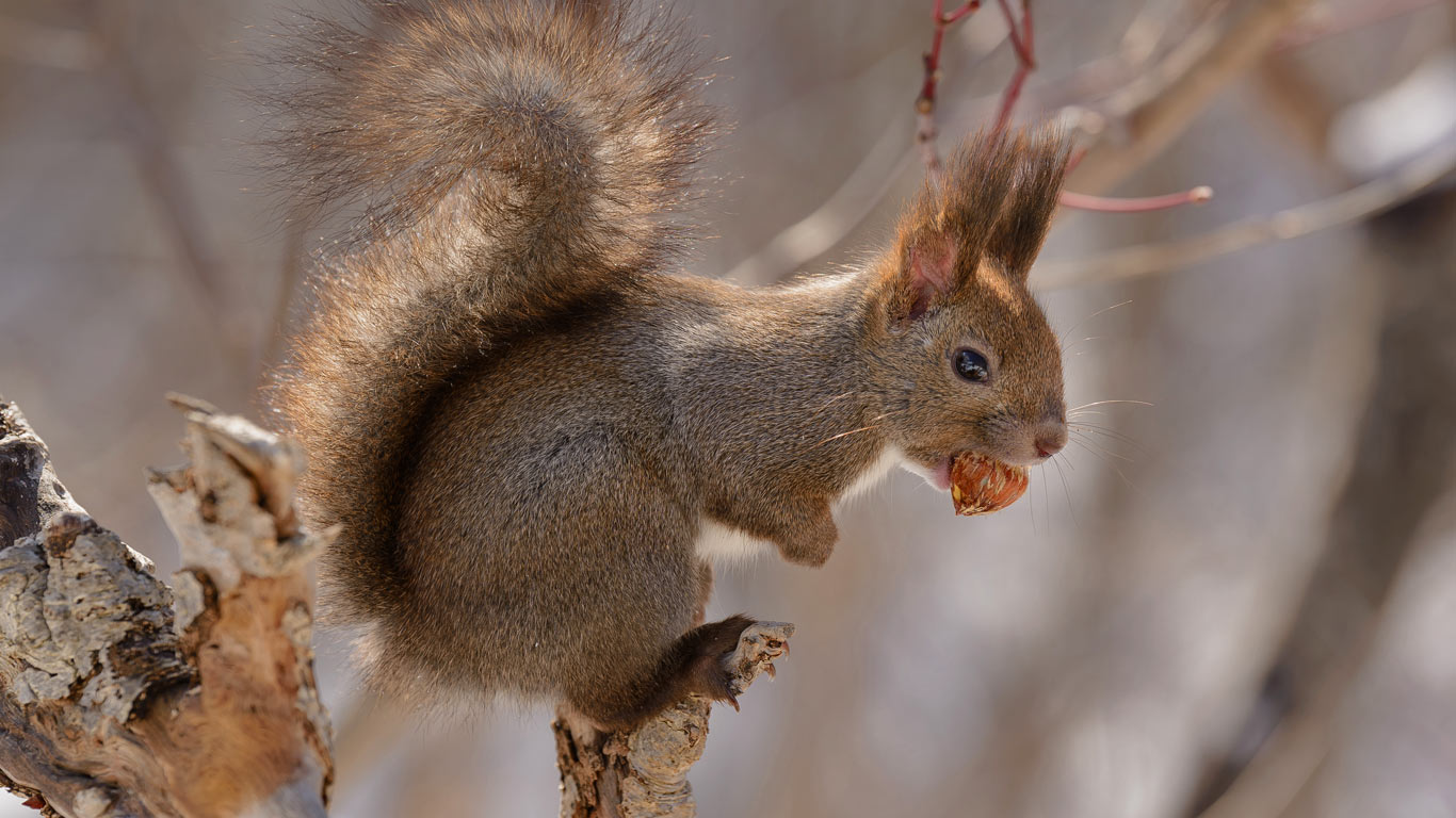 Eurasian red squirrel on Hokkaido Island, Japan (© stock_shot/Shutterstock)(Bing United Kingdom)