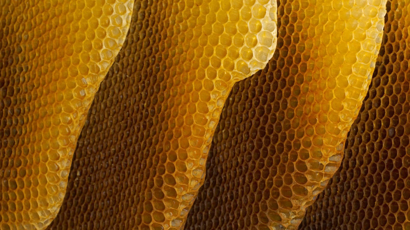 Honeycomb (© Heidi and Hans-Juergen Koch/Minden Pictures)(Bing United Kingdom)