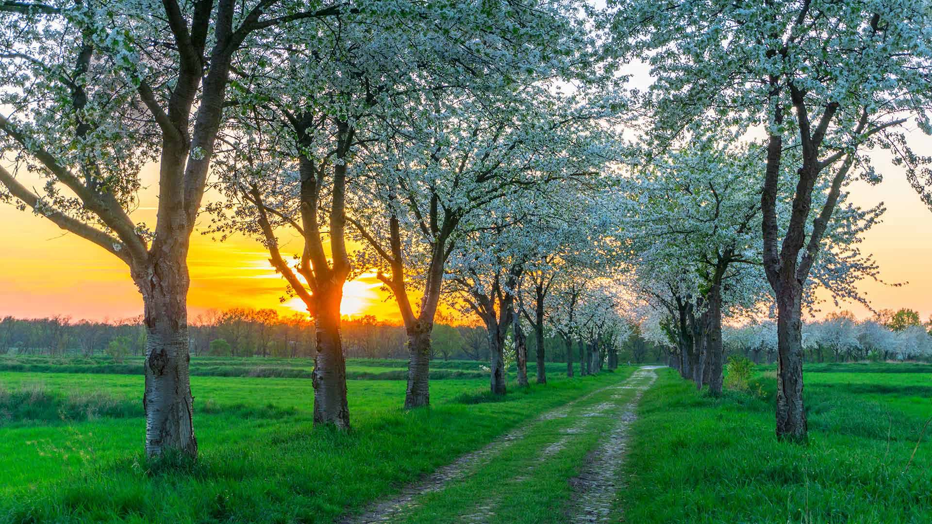 Bäume im Frühling in der Nähe von Berlin, Deutschland (© Luisa Whr/iStock/Getty Images Plus)(Bing Deutschland)
