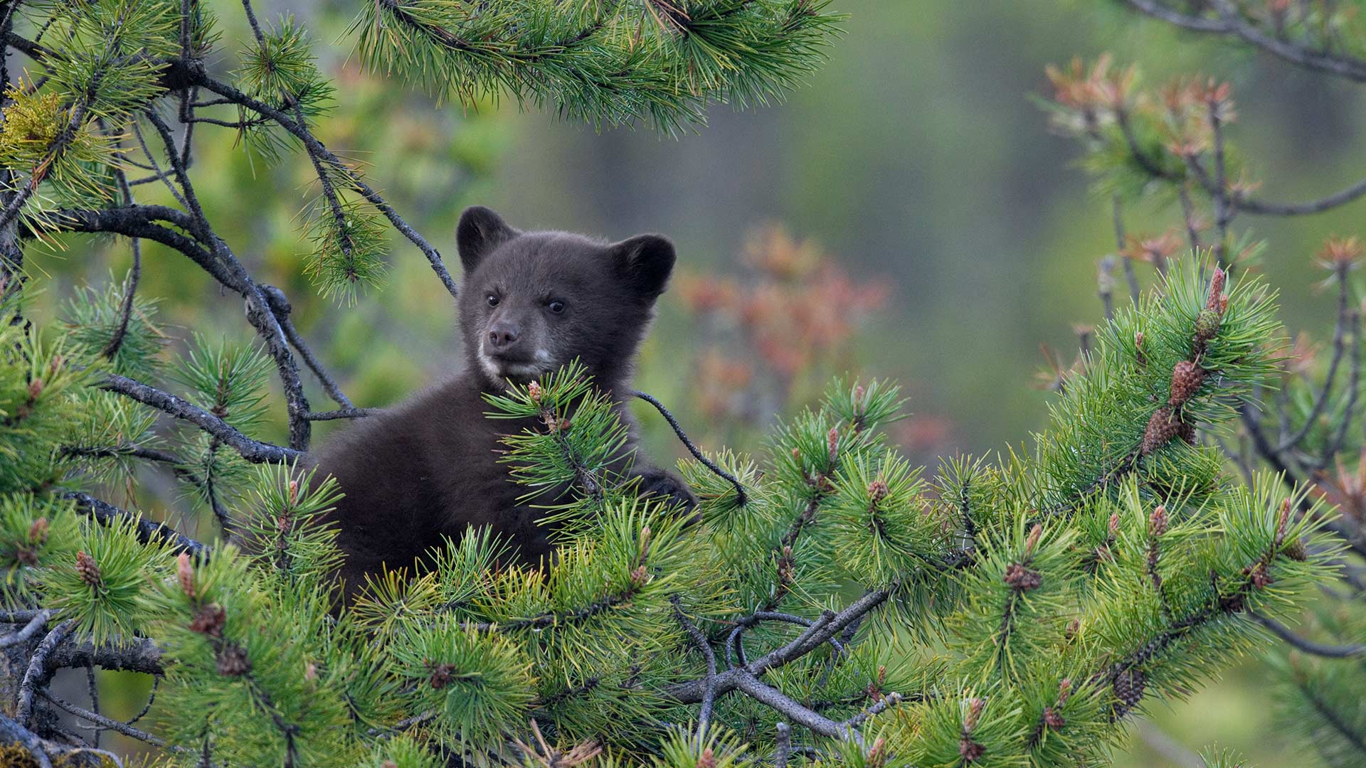 A Black Bear (Ursus americanus) cub in a pine tree, Jasper National Park, Alta. (© Donald M. Jones/Minden Pictures)(Bing Canada)