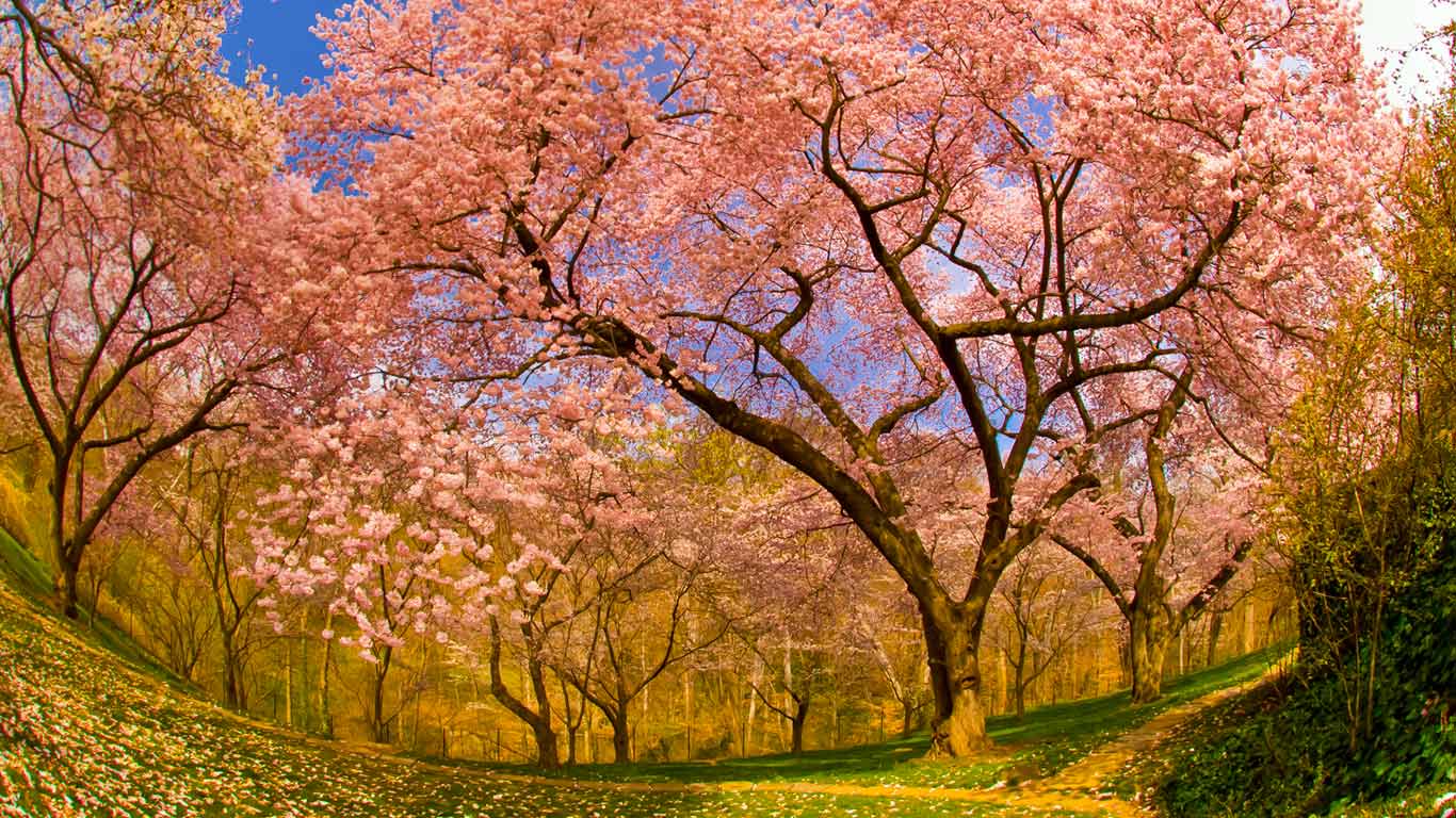 Cherry blossoms in Dumbarton Oaks Gardens, Washington, D.C. (© Blaine Harrington III)(Bing United States)