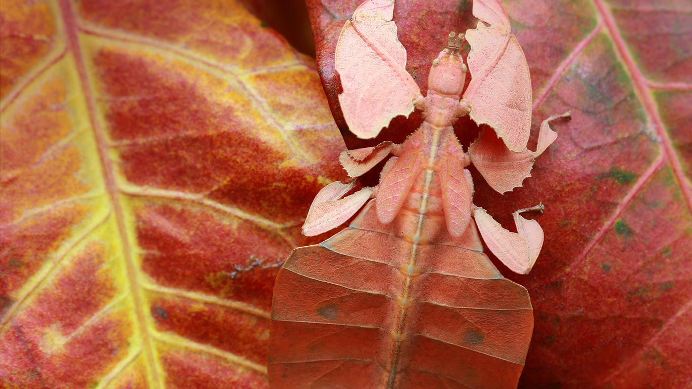 Leaf insect, Indonesia (© kuritafsheen/RooM/Getty Images)(Bing United Kingdom)