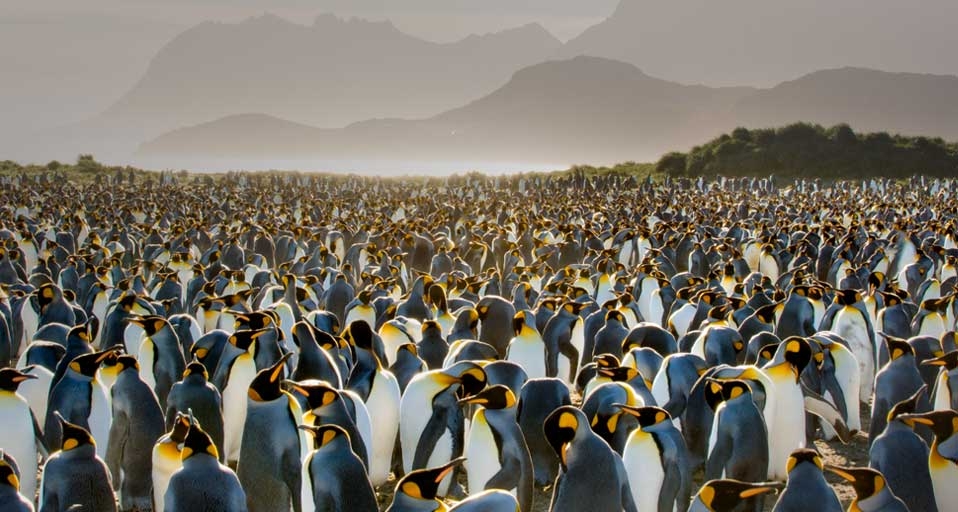 King Penguin colony on South Georgia Island (© Frans Lanting/Corbis) &copy; (Bing United Kingdom)