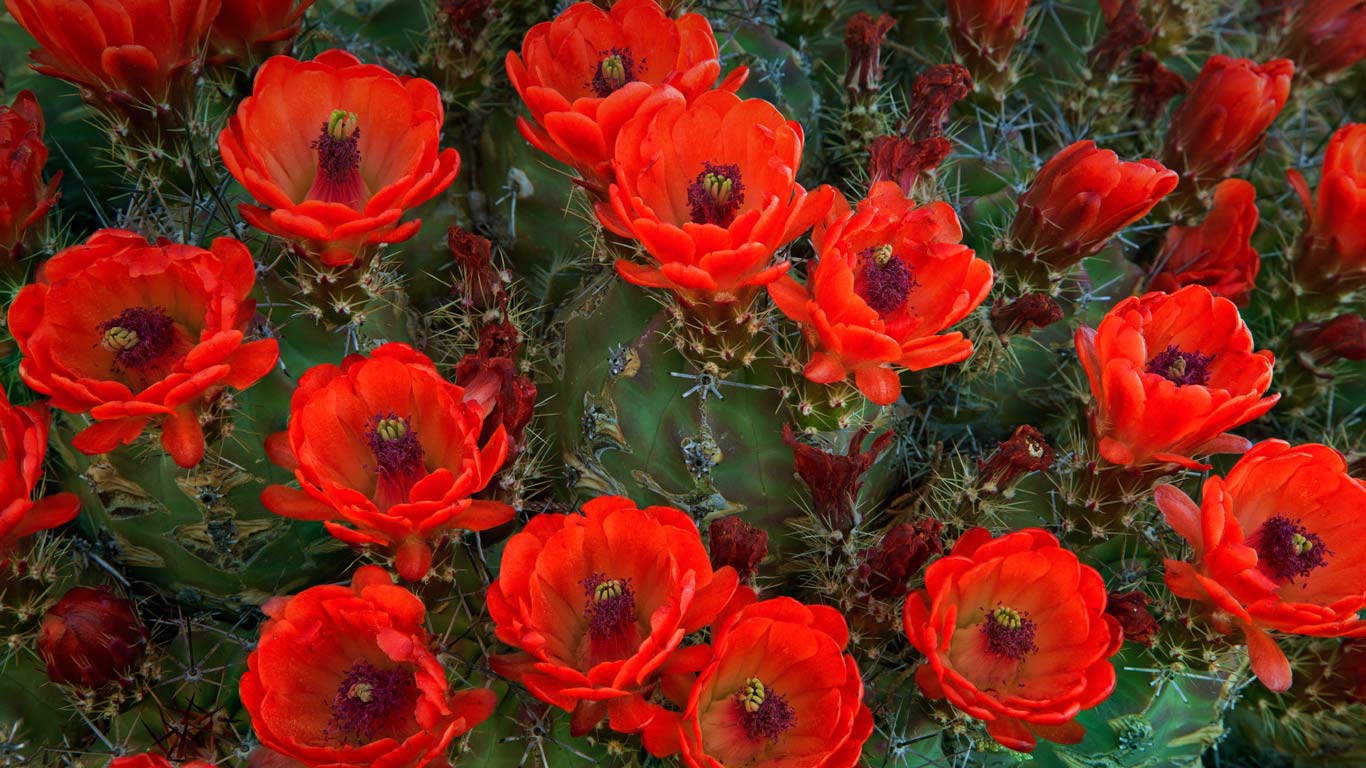 Claret cup cactus, Guadalupe Mountains National Park, Texas (© Clint Farlinger/Alamy)(Bing Canada)