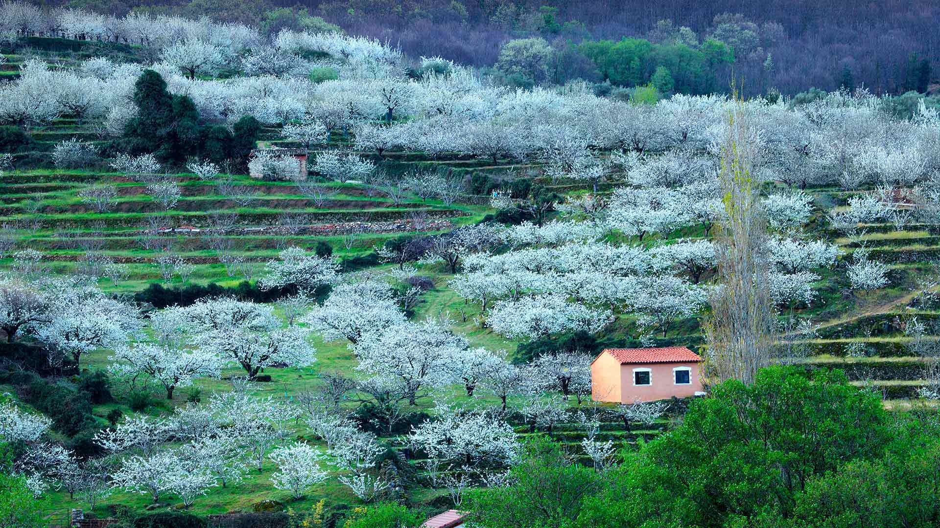 Blooming cherry trees in Jerte Valley, Province of Cáceres, Spain (© Westend61/Getty Images)(Bing United Kingdom)