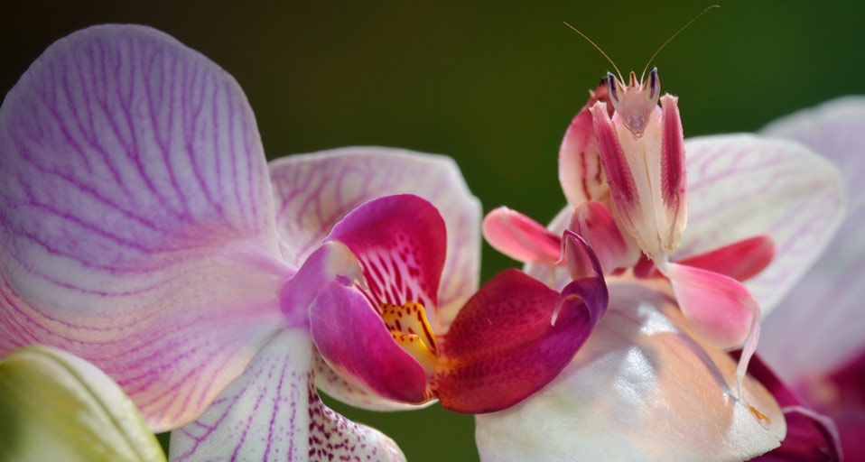 Orchid mantis (Hymenopus coronatus) -- Francesco Tomasinelli/Visuals Unlimited, Inc. &copy; (Bing United Kingdom)