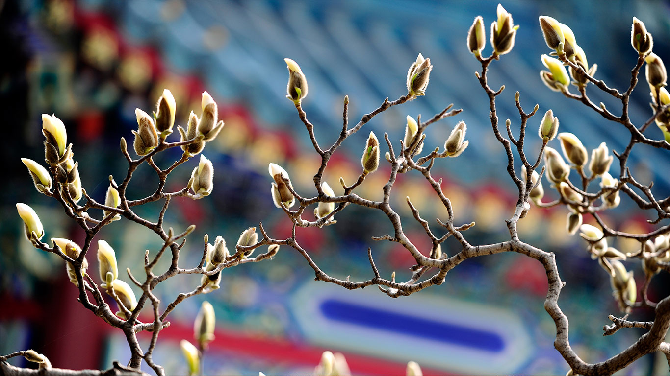 ｢木蓮のつぼみ｣中国, 北京 (© View Stock/Getty Images)(Bing Japan)