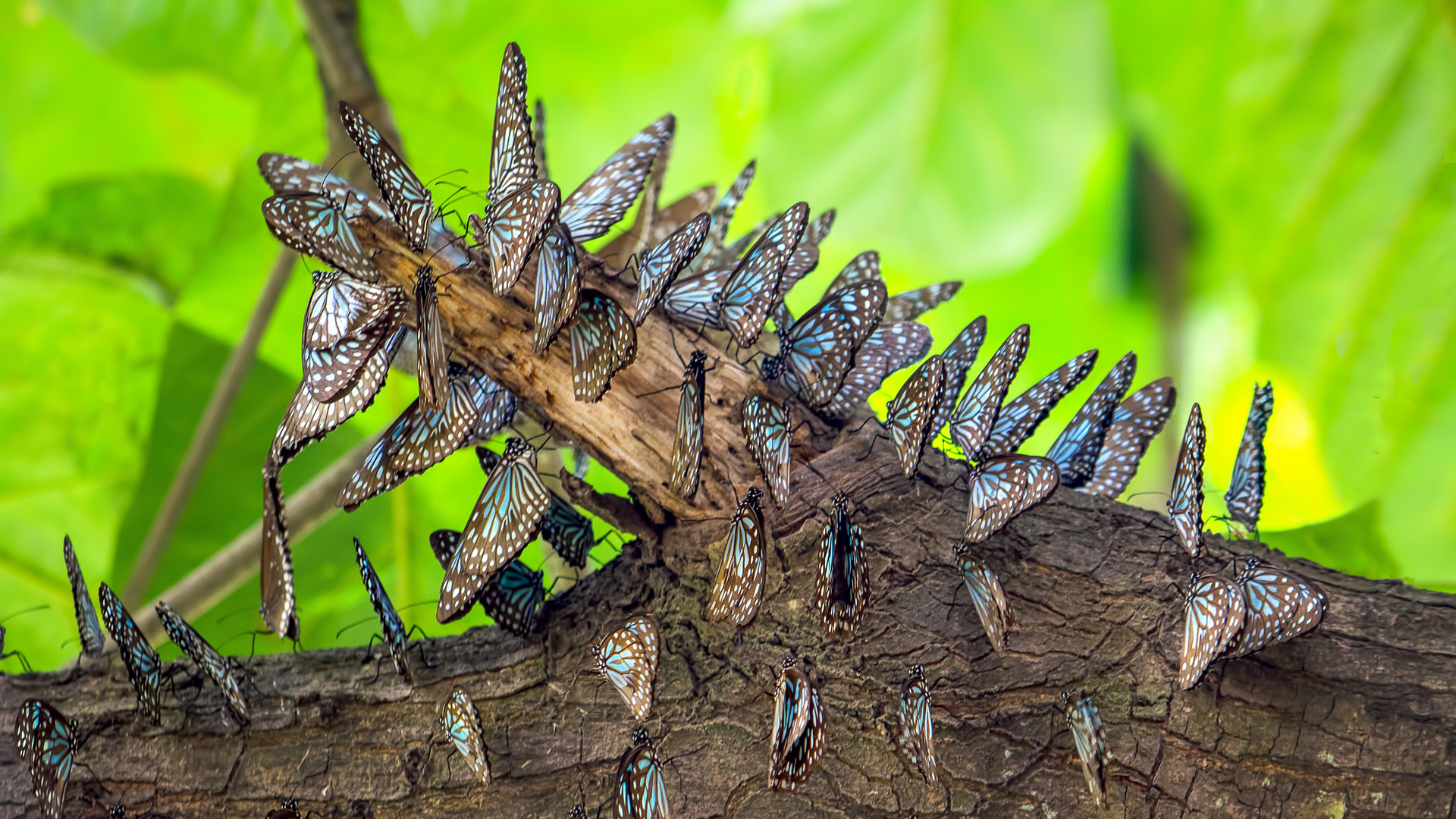 Blue tiger butterflies, Bangalore, India (© Amith Nag Photography/Getty Images)(Bing Australia)