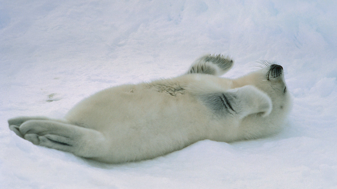 Harp seal pup at the Gulf of St. Lawrence, Canada (© Mitsuaki Iwago/Corbis)(Bing United States)