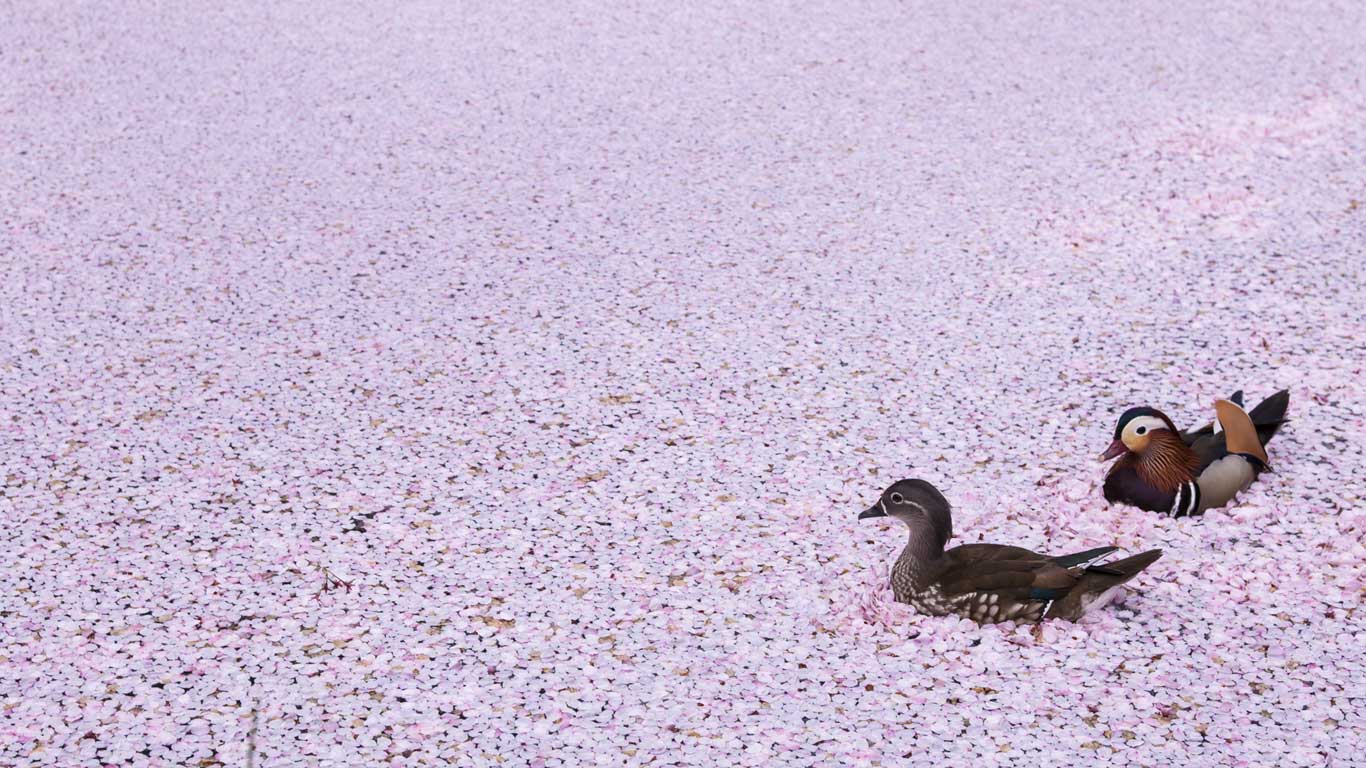 ｢弘前公園のお濠とオシドリ｣青森, 弘前 (© amanaimages/Corbis)(Bing Japan)