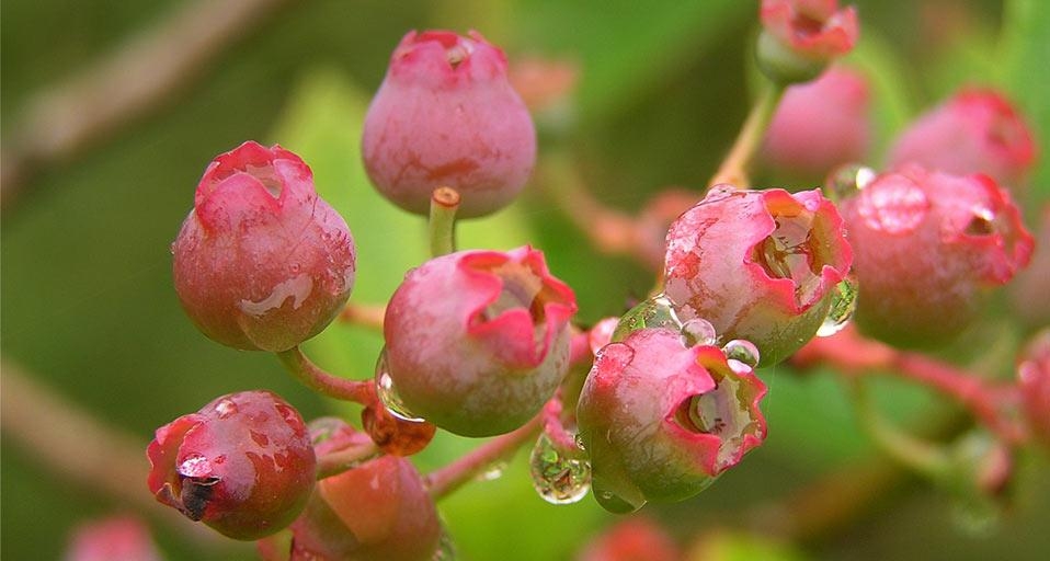 ｢ブルーベリー｣千葉 (© Eriko Shinozuka/Flickr Open/gettyimages) &copy; (Bing Japan)