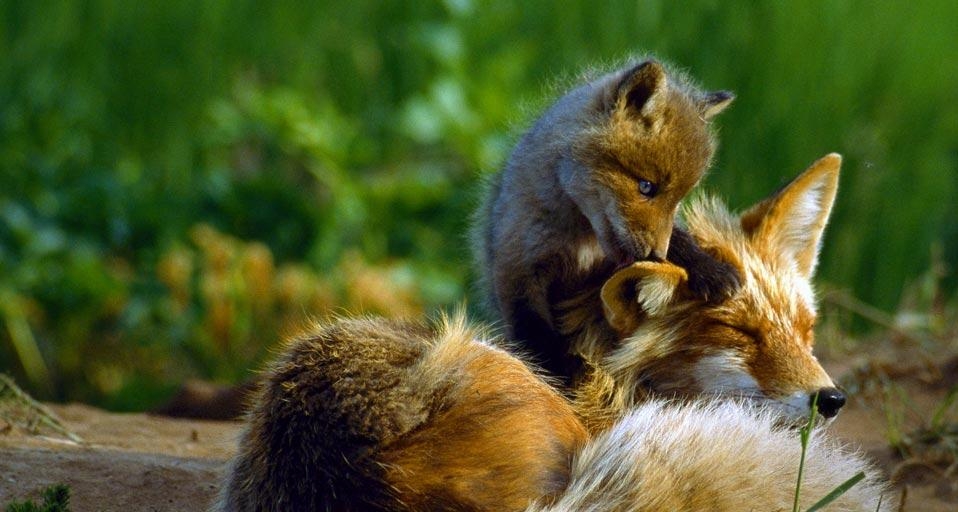 Red fox vixen and her kit, Alaska, USA (© Johnny Johnson/age fotostock) &copy; (Bing United Kingdom)
