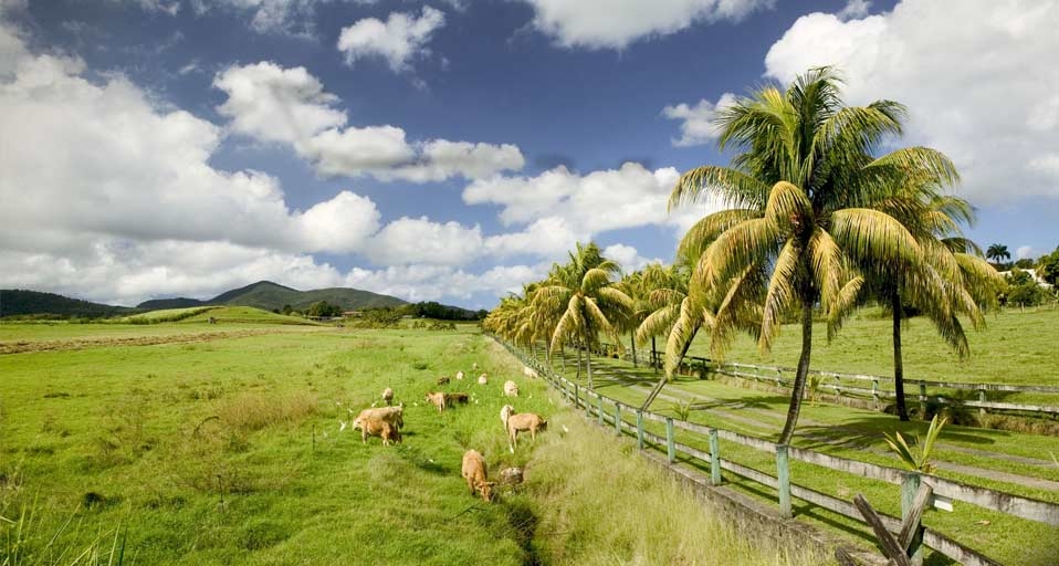Palm tree lined road near Sainte-Rose, Basse-Terre, Guadeloupe, French West Indies -- Walter Bibikow/Photolibrary &copy; (Bing Canada)