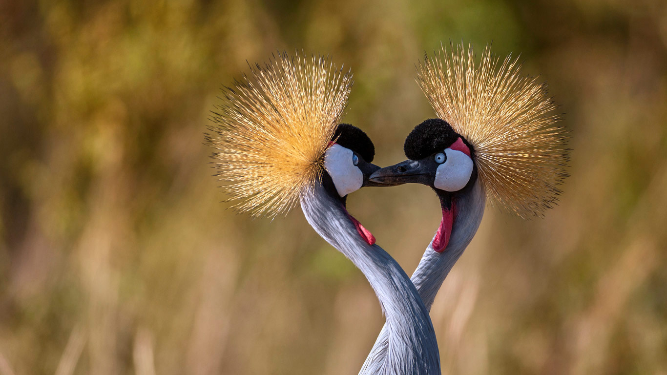 Grey-crowned cranes forming a heart shape (© Ibrahim Suha Derbent/Getty Images)(Bing Canada)