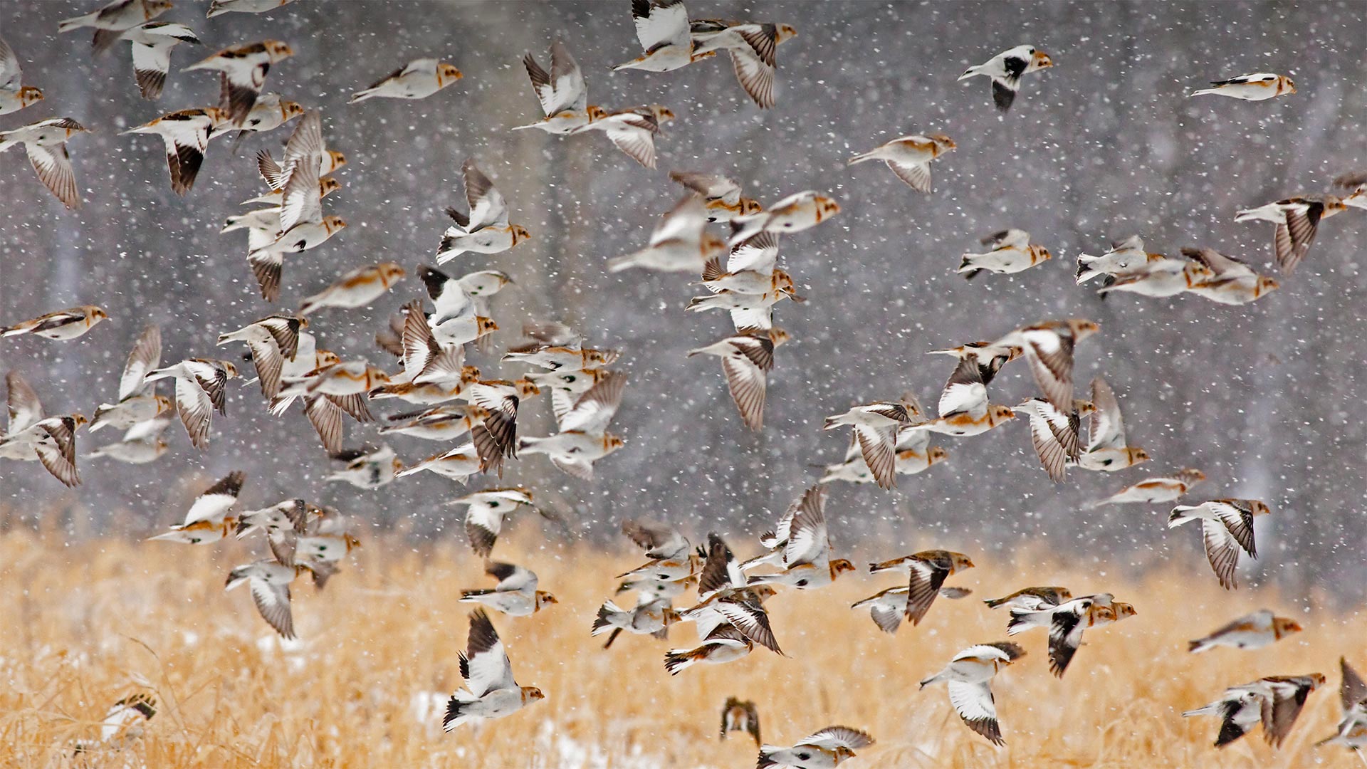 Snow buntings flock during a snowstorm in New York (© Marie Read/Minden Pictures)(Bing Canada)