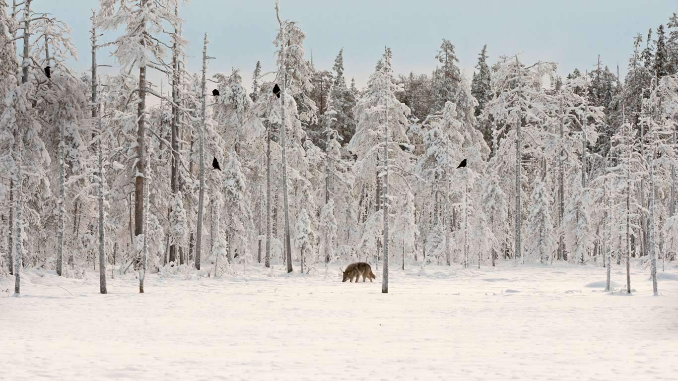 Wolf mit einer Schar von Raben in Finnland (© Lassi Rautiainen/Minden Pictures)(Bing Deutschland)